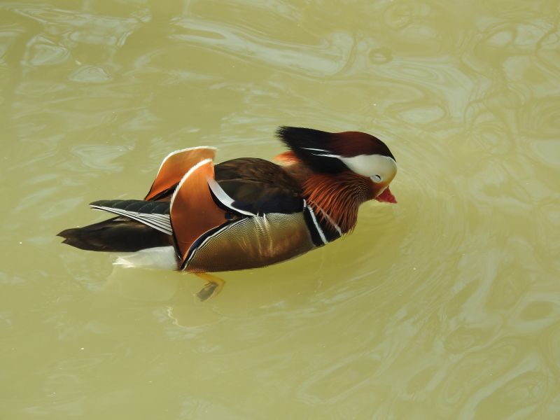 Aix galericulata