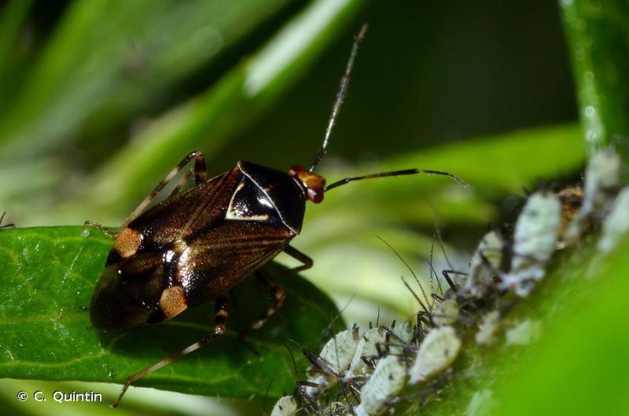 Deraeocoris flavilinea