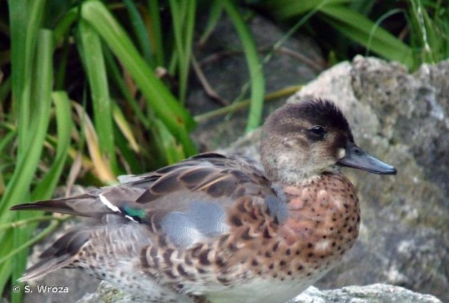 Sibirionetta formosa