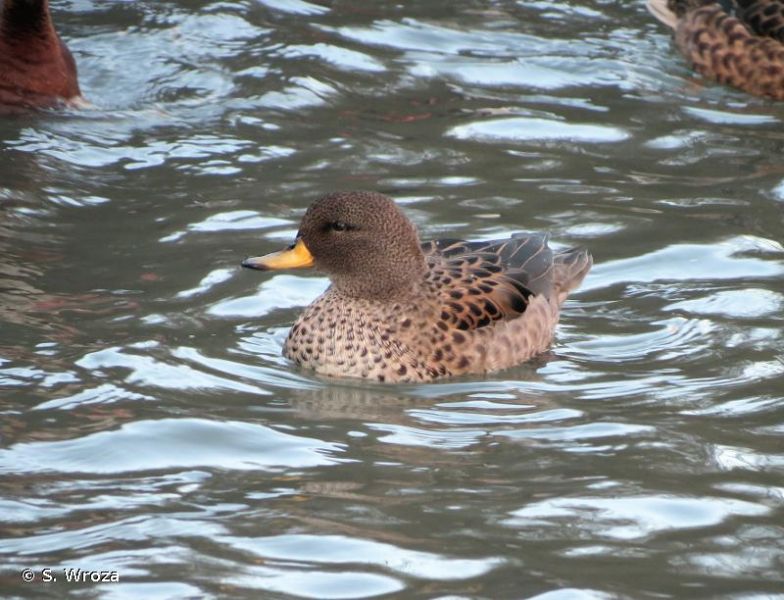 Anas flavirostris