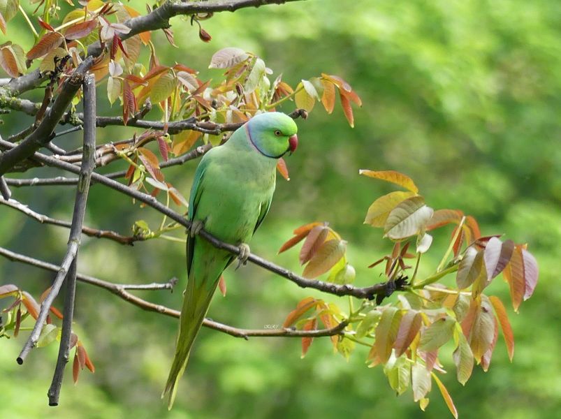 Psittacula krameri