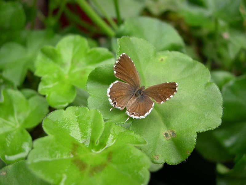 Cacyreus marshalli