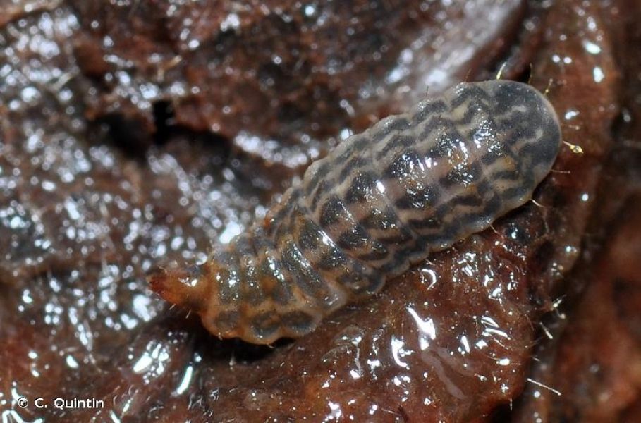 Hermetia illucens