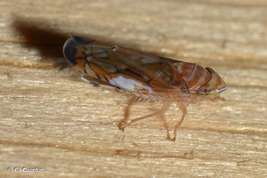Scaphoideus titanus